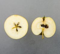 Søde Æbler Fra Aalsrode